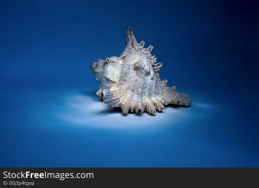 Beautiful sea seashell on  blue background. Beautiful sea seashell on  blue background