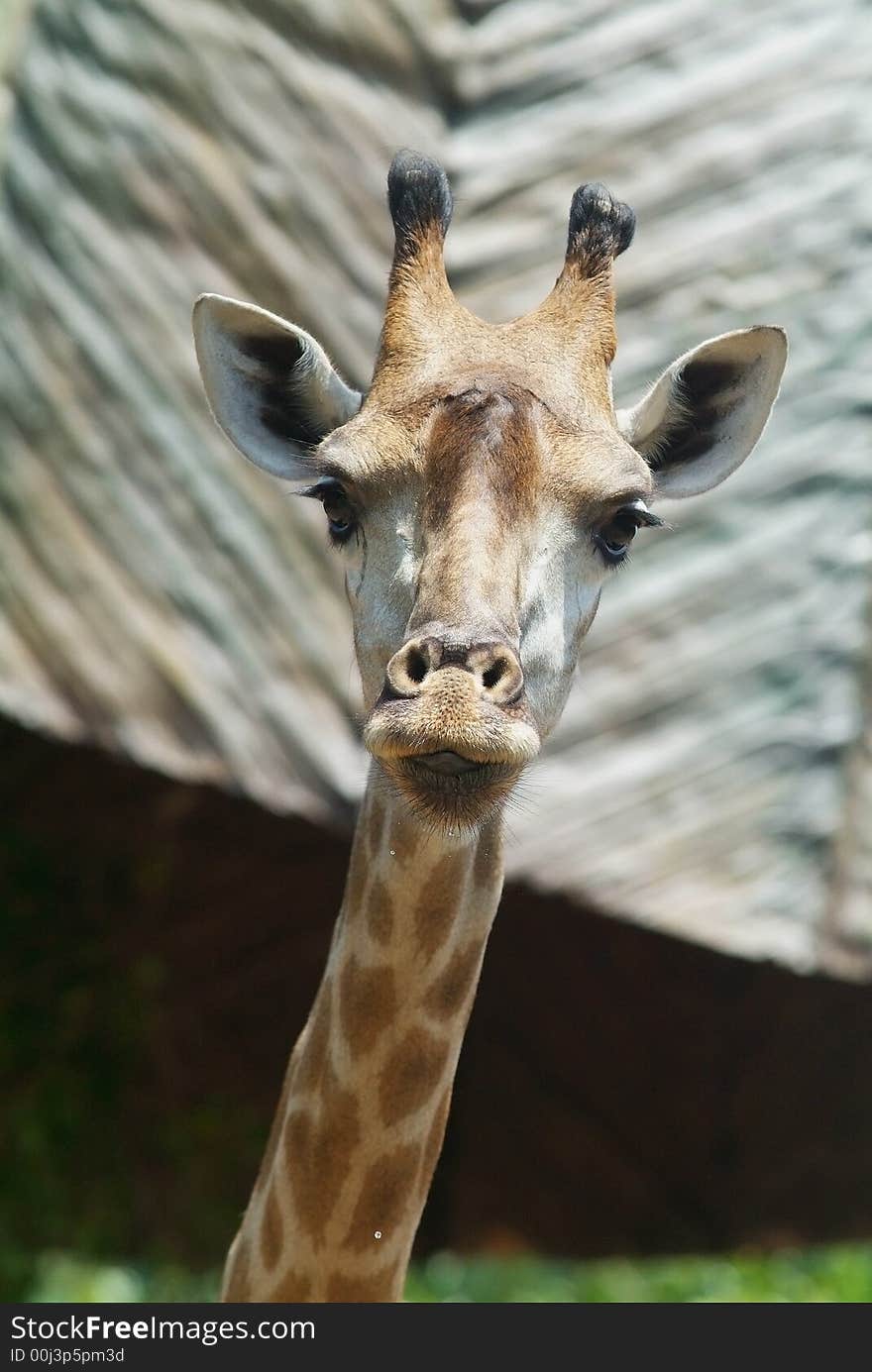 Head of giraffe looking straight at you. Background out of focus.