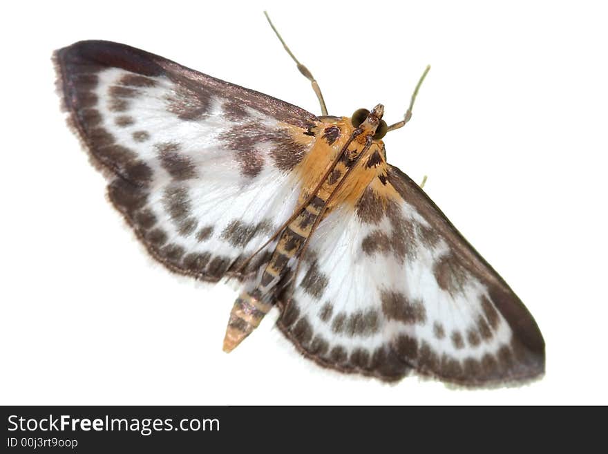 Beautiful butterfly on white background