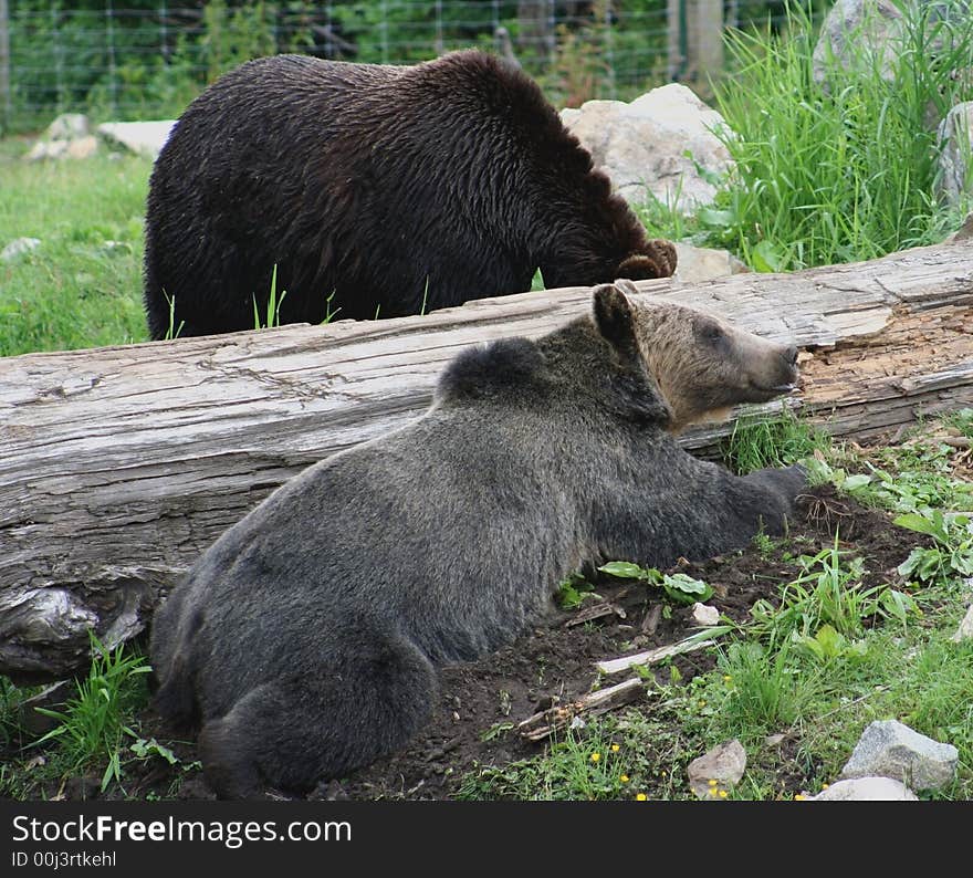 Grizzly Bears foraging in the Canadian Rocky Mountains. Grizzly Bears foraging in the Canadian Rocky Mountains