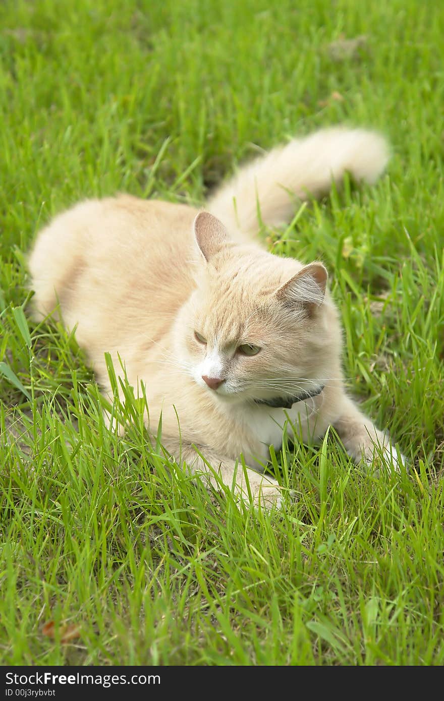 Cat Lying In The Grass