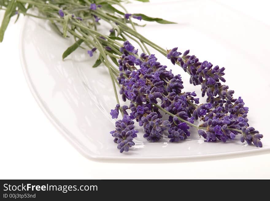 Lavender flowers isolated on the white background