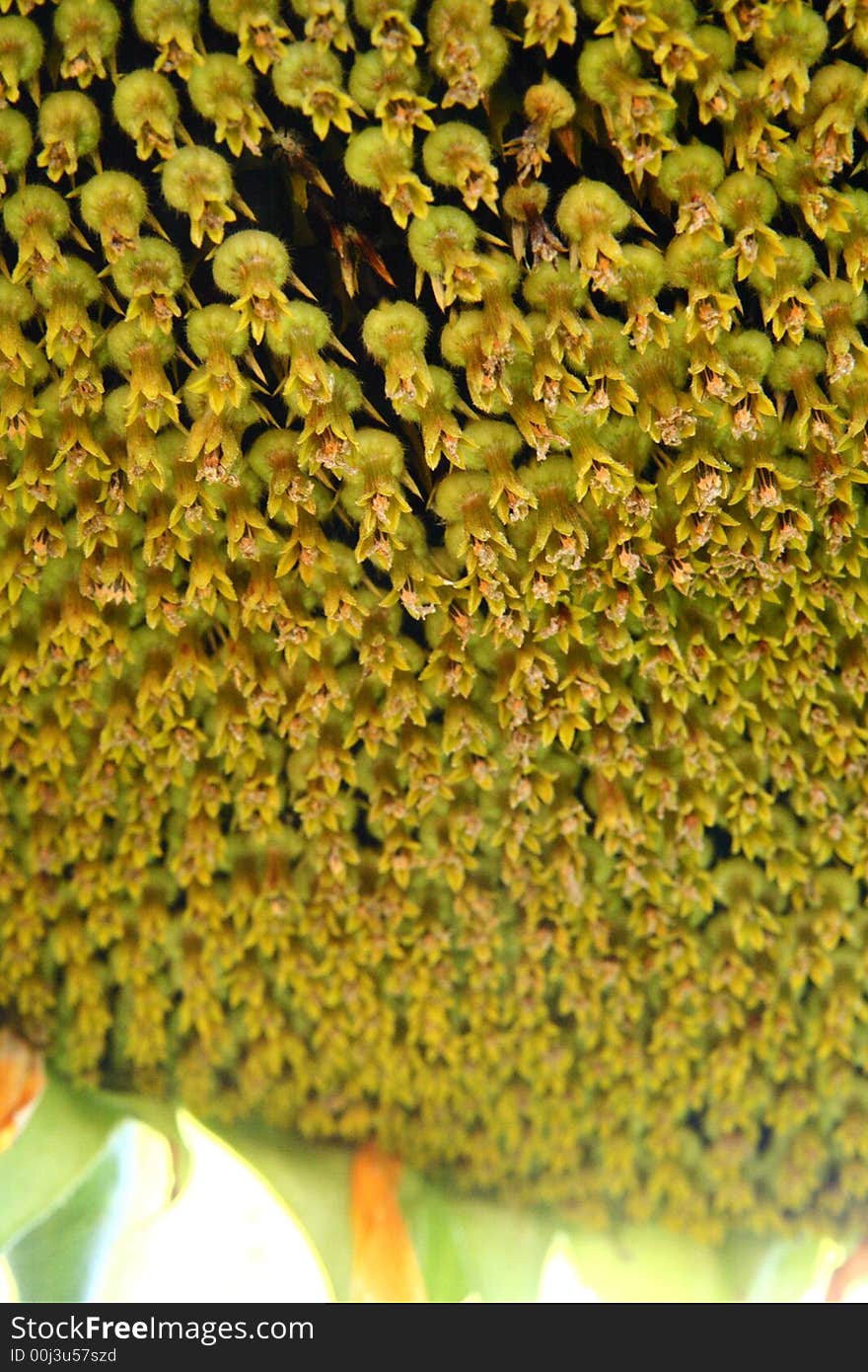 Sunflower in Garden isolated at summer