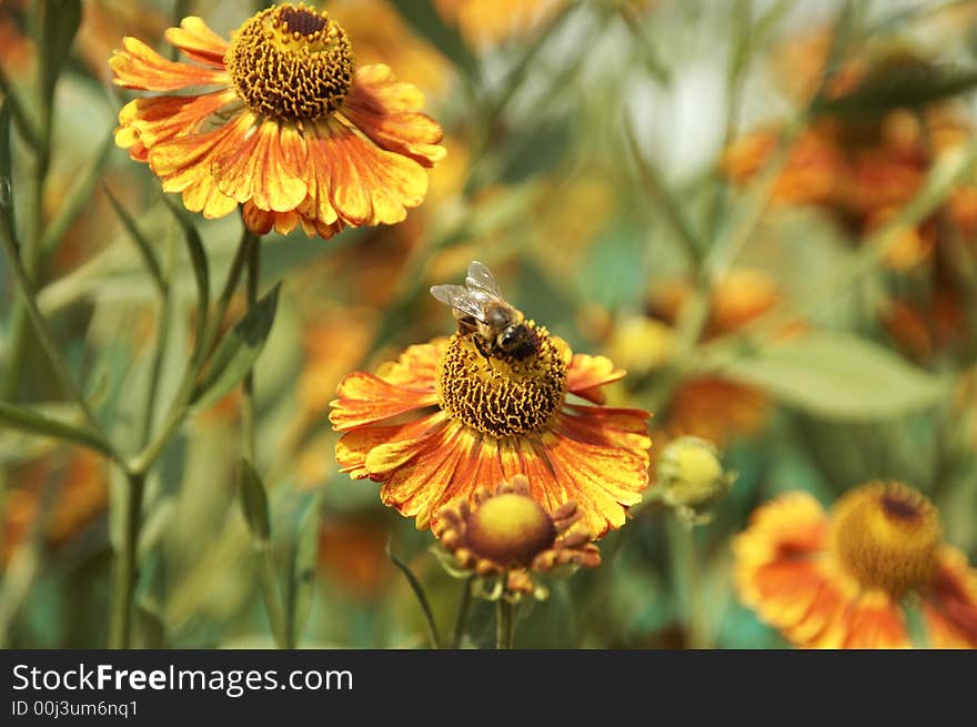 Country sketches - a bee collecting pollen. Country sketches - a bee collecting pollen