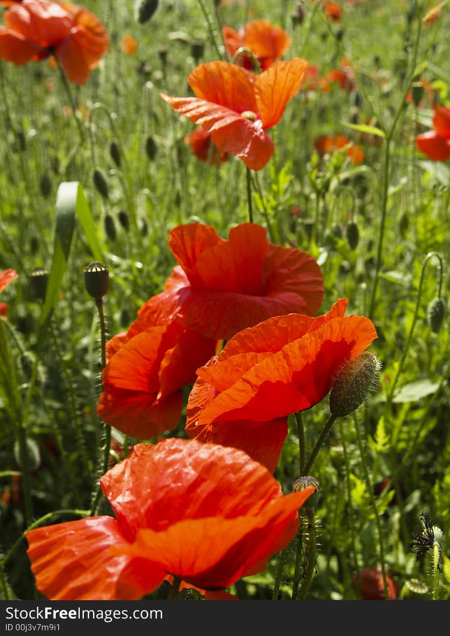 Wild flower field poppy field in poland. Wild flower field poppy field in poland