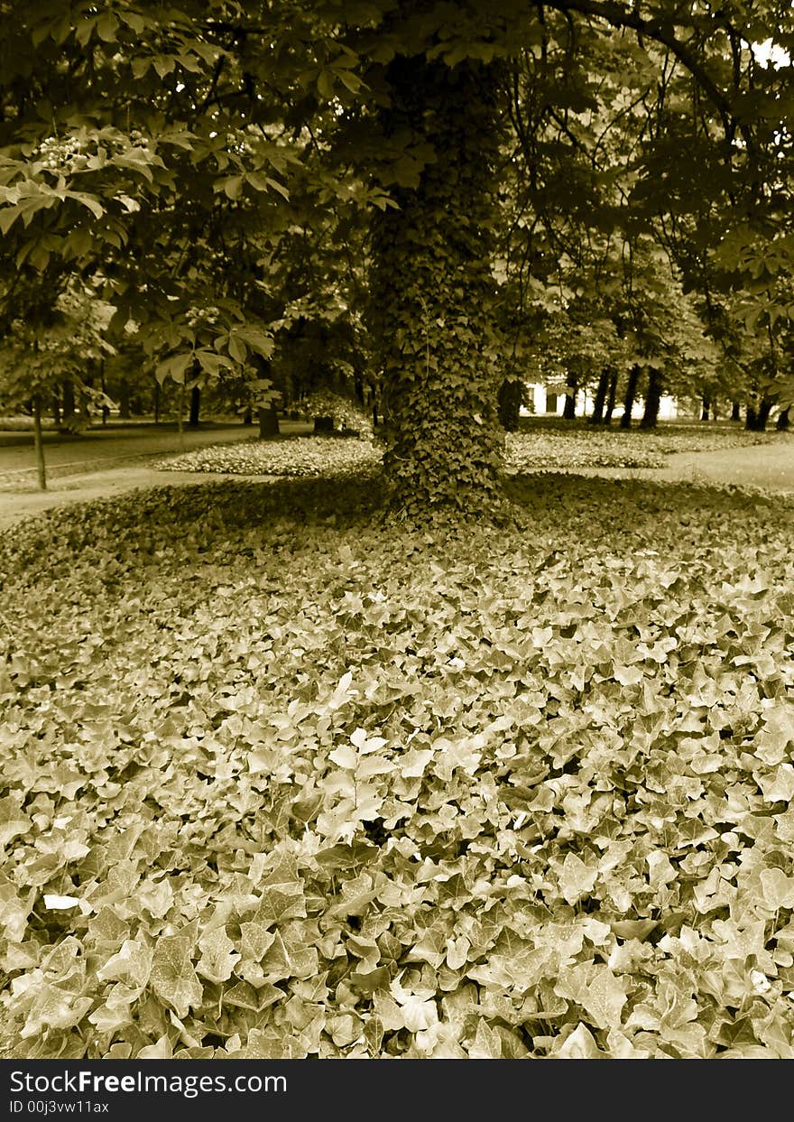 Big alone tree in park. In front a lot of leafs. Big alone tree in park. In front a lot of leafs