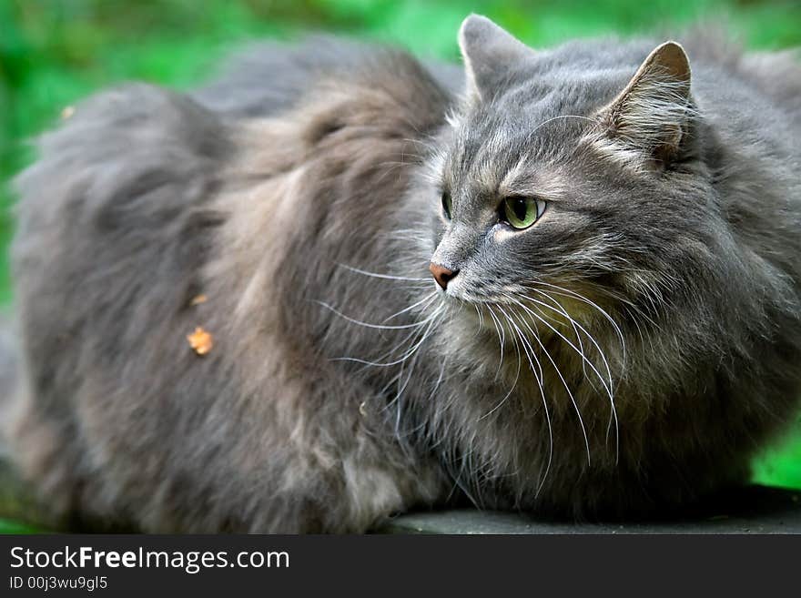 Big Fluffy Grey Cat