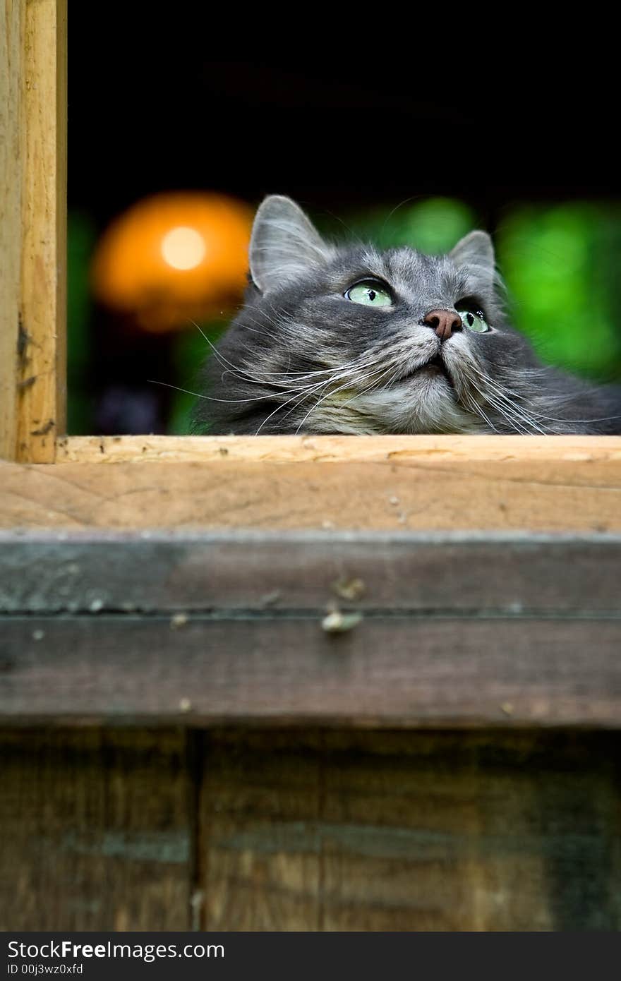 Big fluffy grey cat