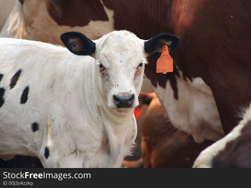 White and black spotted Calf in a pasture