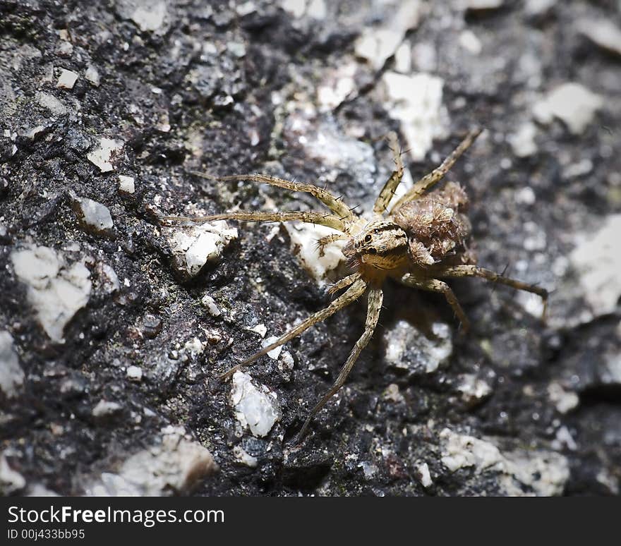 Spider on the road