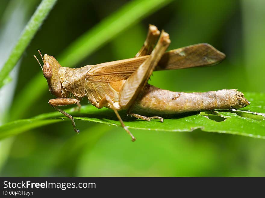 A grasshopper that has a wooden-like texture surface