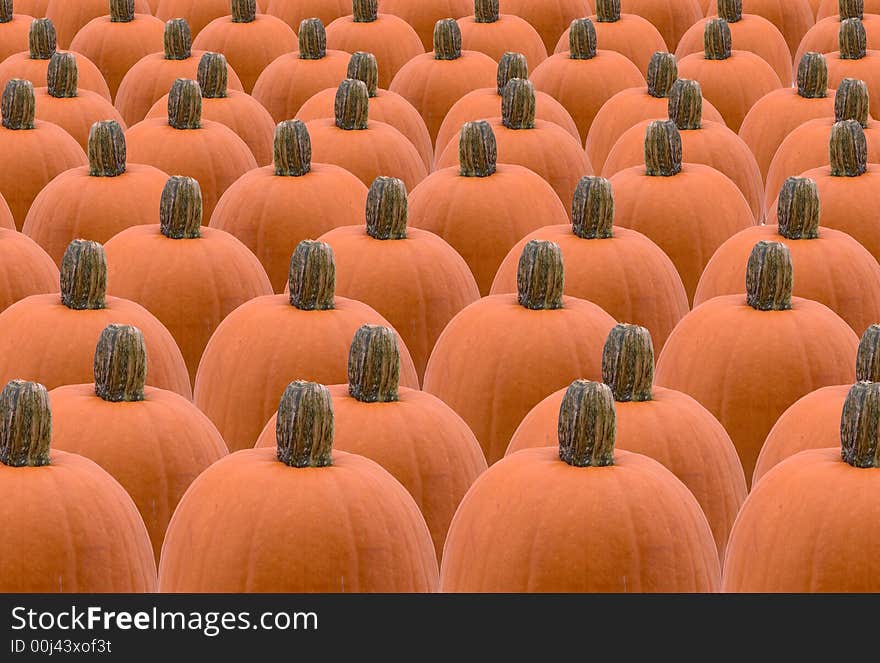 A background of pumpkins lined up. A background of pumpkins lined up