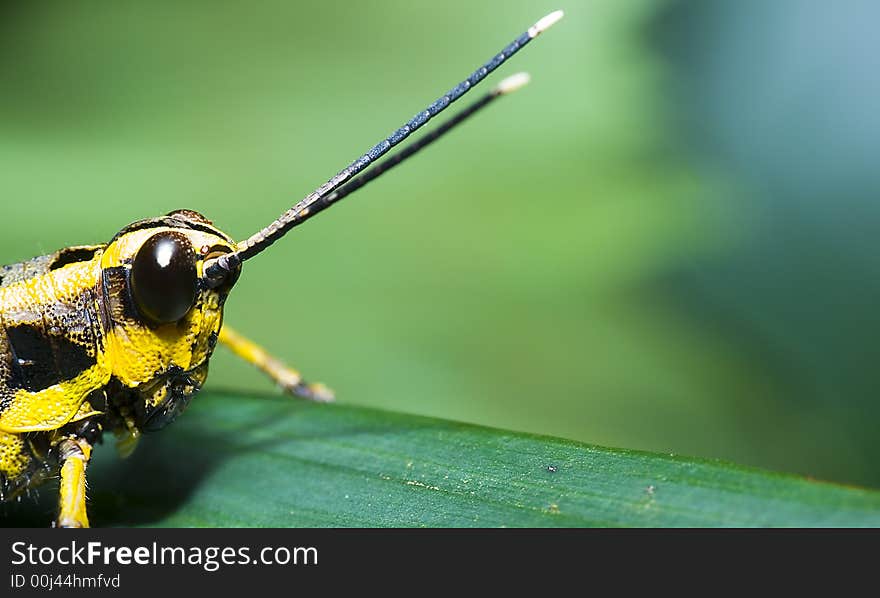 Natural living things around us that goes unnoticed. Natural living things around us that goes unnoticed.