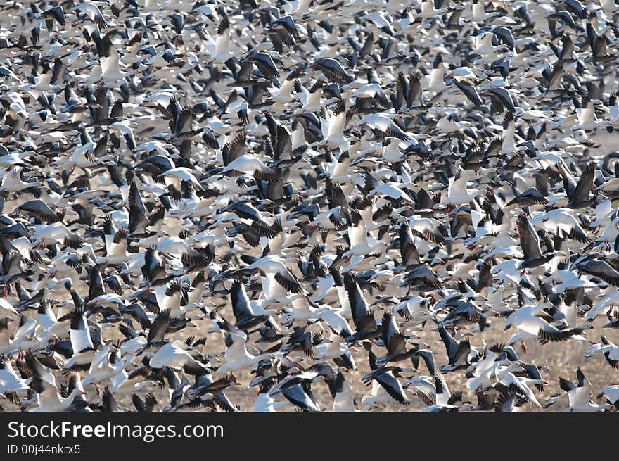 Snow geese take off from the refuge waters in great numbers. Snow geese take off from the refuge waters in great numbers.