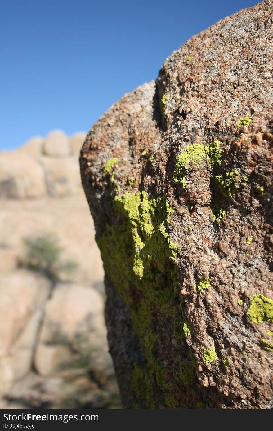 Arizona Lichens