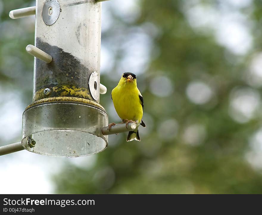 Golden Finch Perched