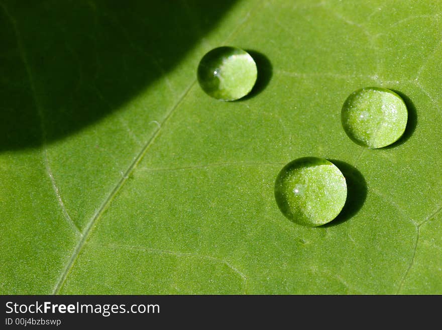 Three large waterdrops on a green leaf. Three large waterdrops on a green leaf.