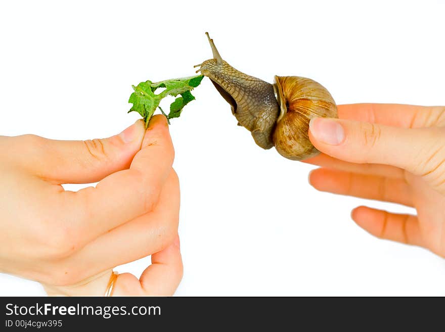 Feeding of a snail on a white isolated background