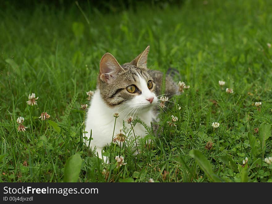 Kitten In The Grass