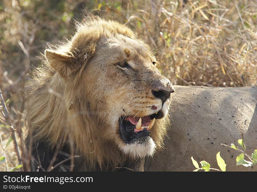 Male lion