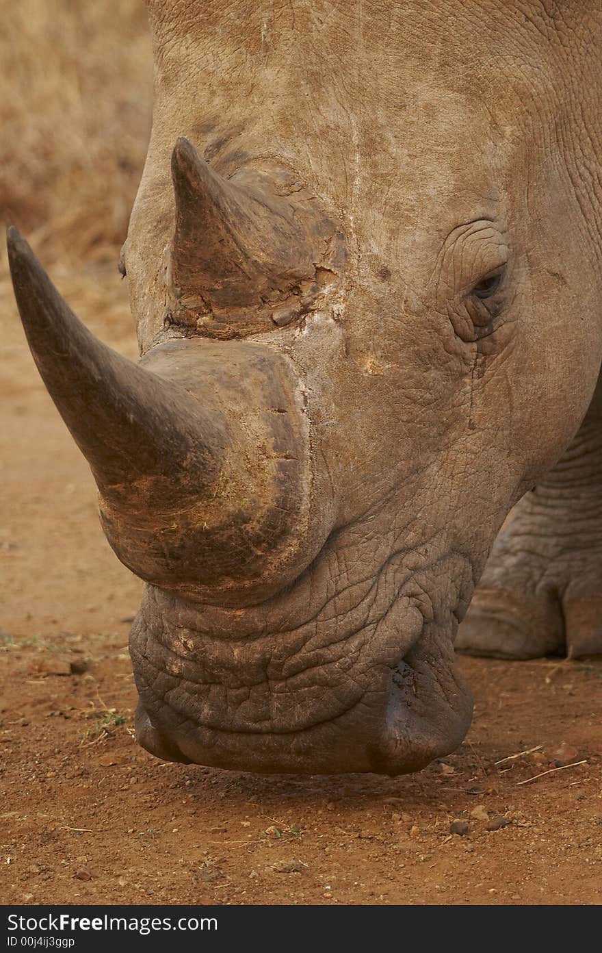 White Rhinocerotidae at kruger national park south africa