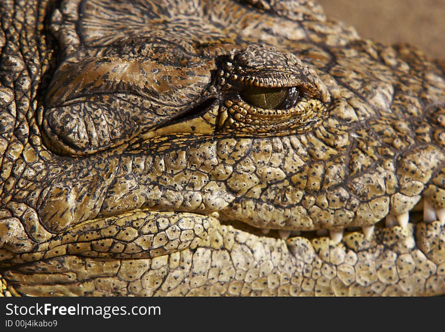 Close up of a crocodile eye on kruger park south africa