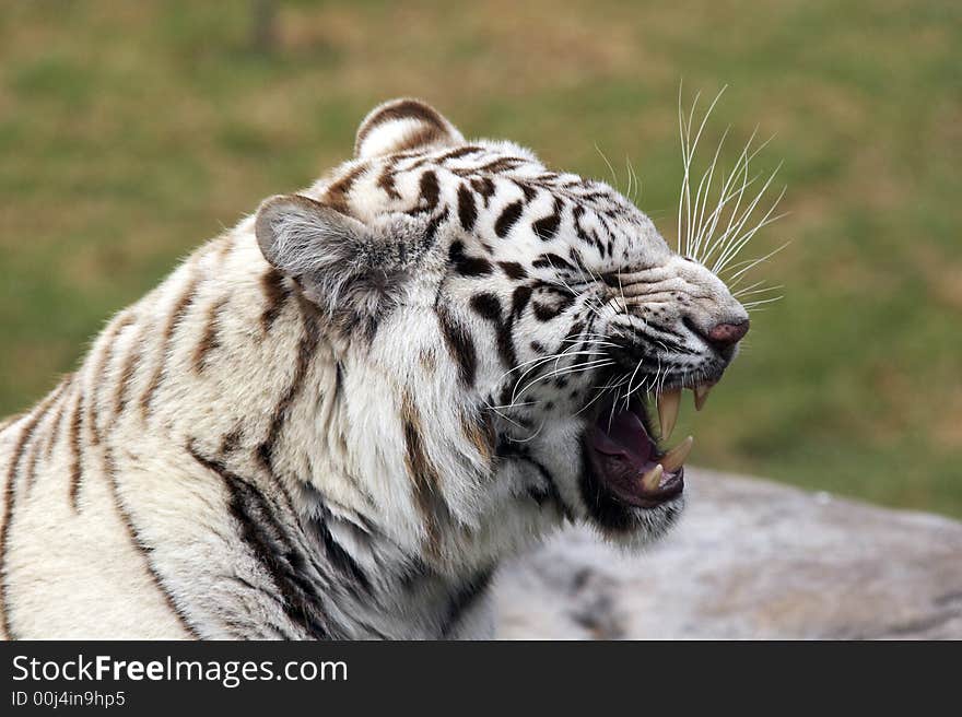 White tiger yawning in a zoo