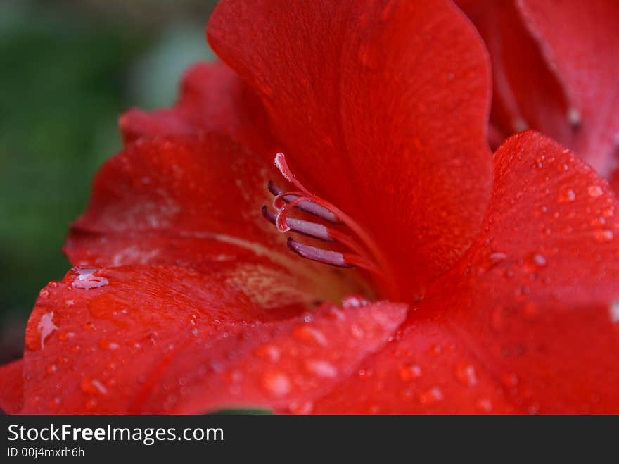 Drops on petals