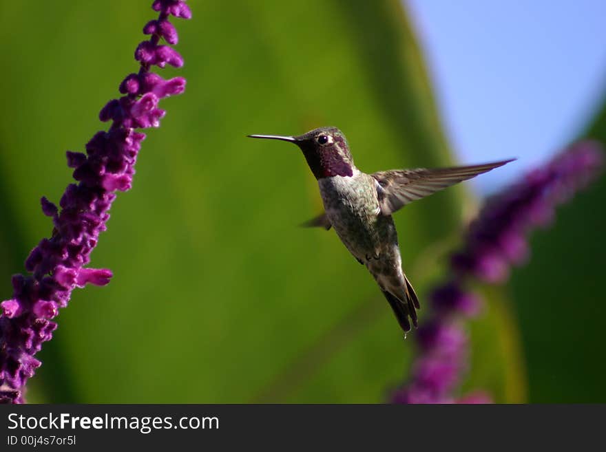 Hummingbird frozen in mid air while sucking on some sage. Hummingbird frozen in mid air while sucking on some sage.