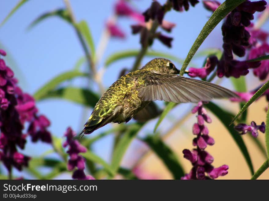 Hummingbird sipping on sage flowers frozen in mid air. Hummingbird sipping on sage flowers frozen in mid air.