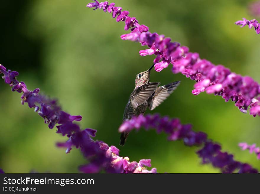 Hummingbird feeding on nectar of sage flower. Hummingbird feeding on nectar of sage flower