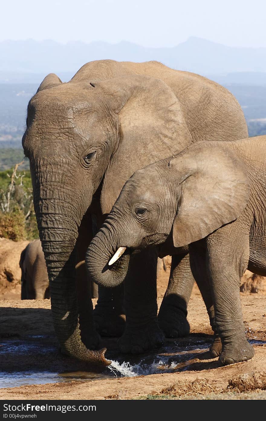 Elephant And Child Drinking