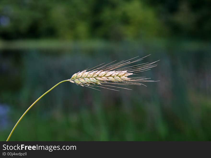 Ear on lake and trees background. Ear on lake and trees background