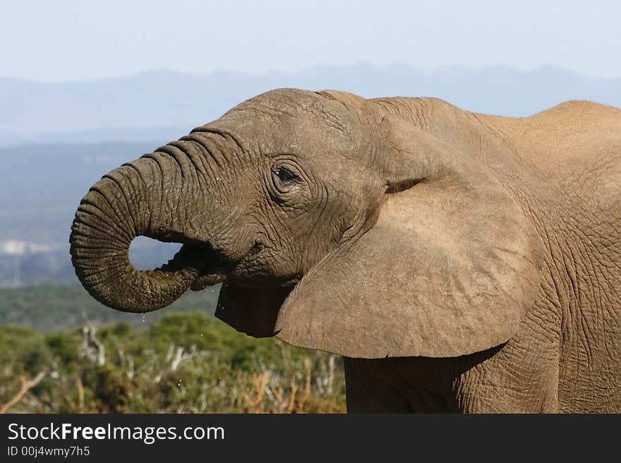 Elephant Enjoying A Drink