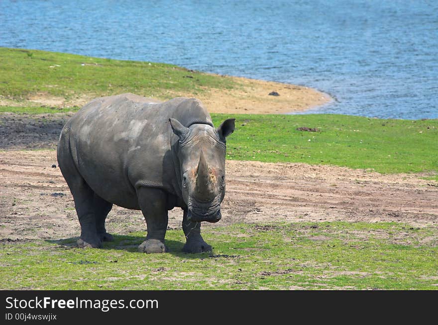 Big rhinoceros on green grass near water