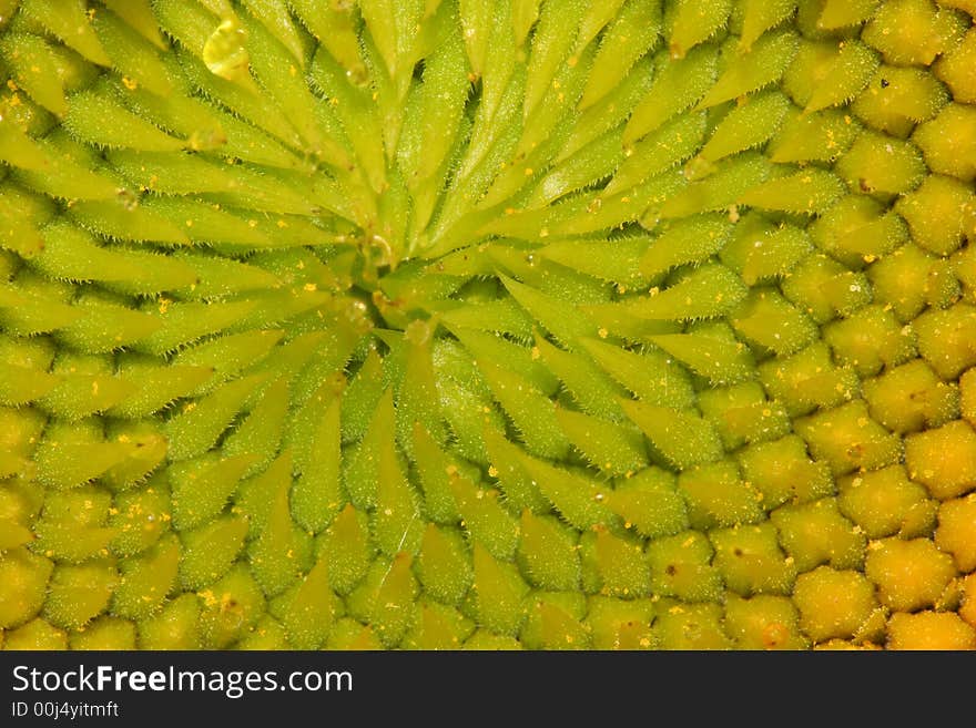 Inside the sunflower