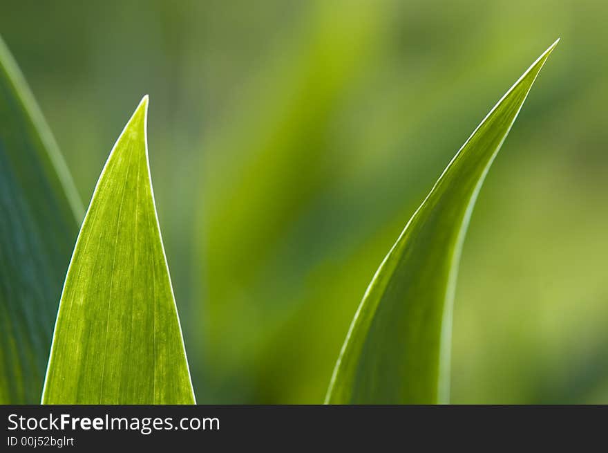 Two green iris leafs on the green background