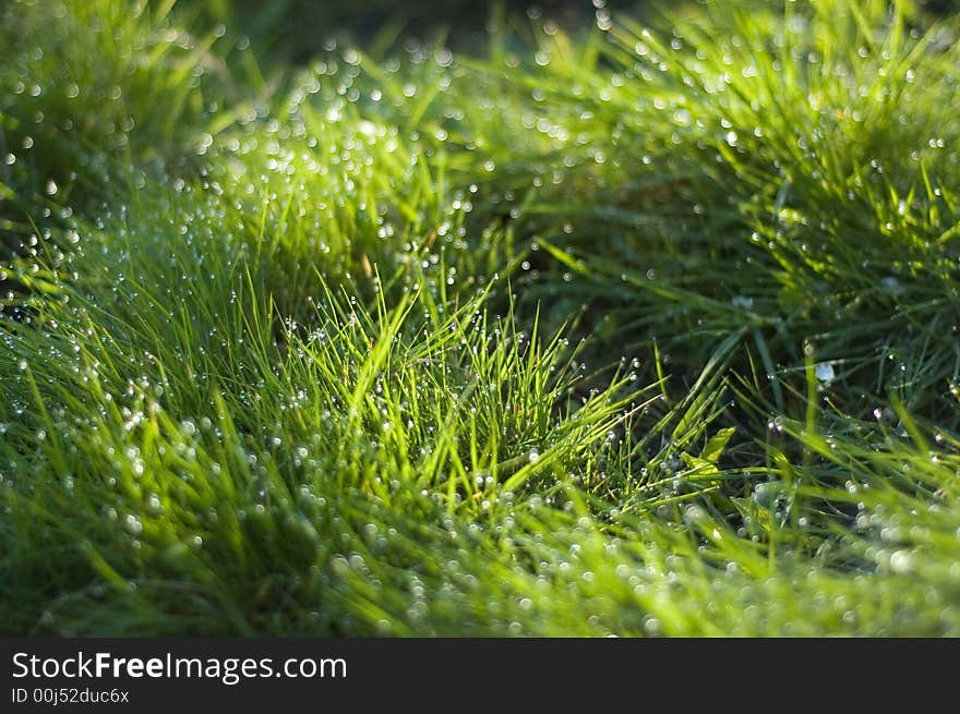 Green garden grass with dew drops