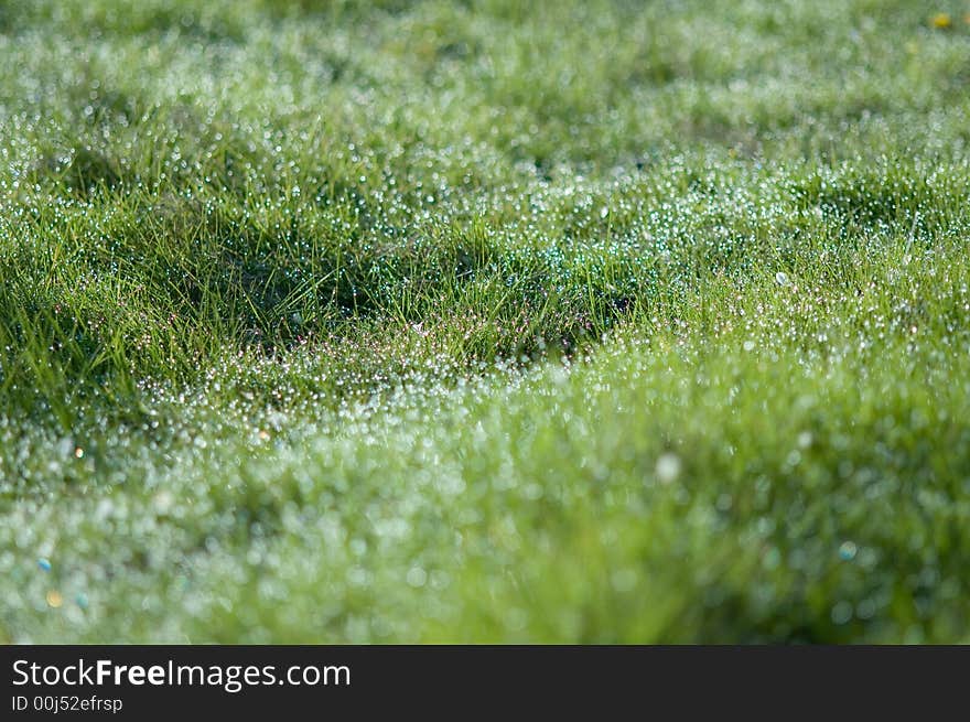 Green garden grass with dew drops