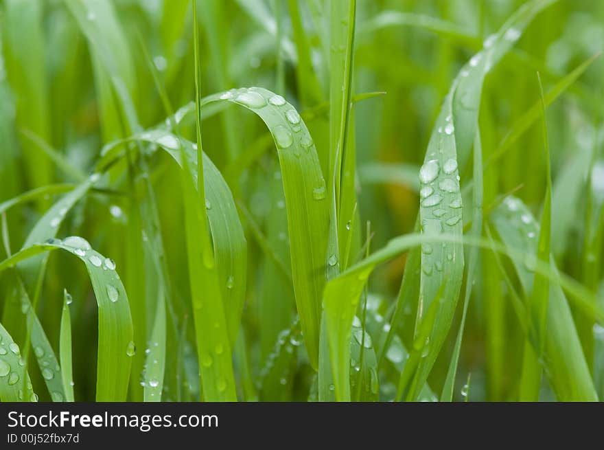 Green garden grass with rain drops