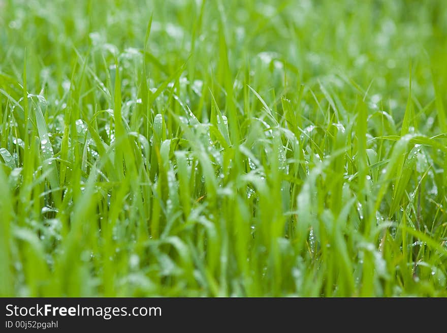 Green garden grass with rain drops