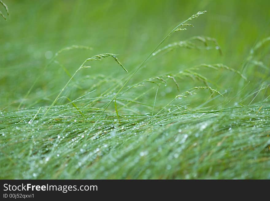 Green garden grass with dew drops