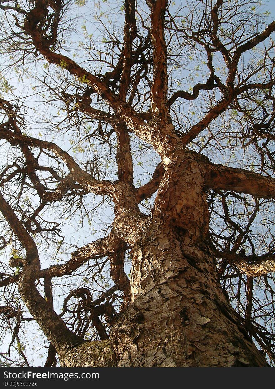 Tree without leaves taken from the ground looking up at the sky. Tree without leaves taken from the ground looking up at the sky