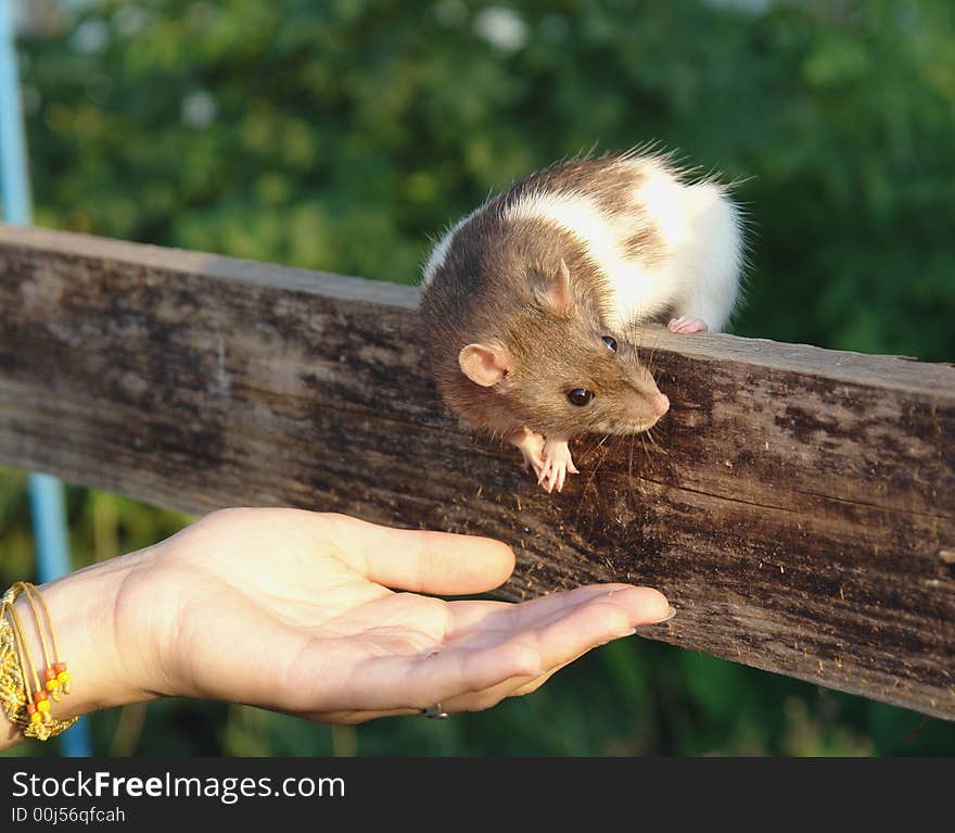 Little funny mouse ashamed to go to the hand. Little funny mouse ashamed to go to the hand