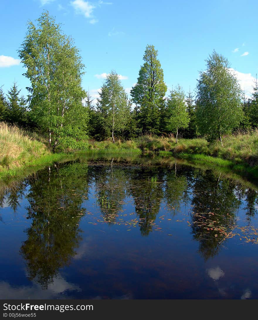 Reflections o trees in the pond. Reflections o trees in the pond