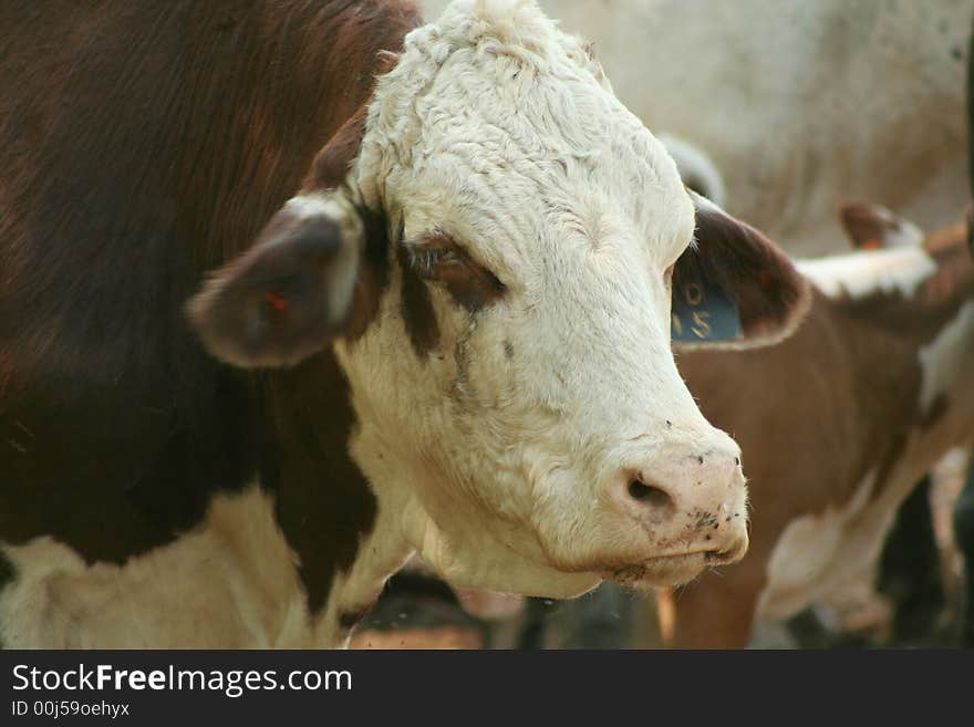 Brown and white cow in a pasture