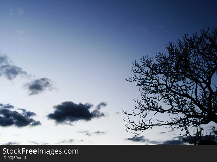 Tree And Clouds