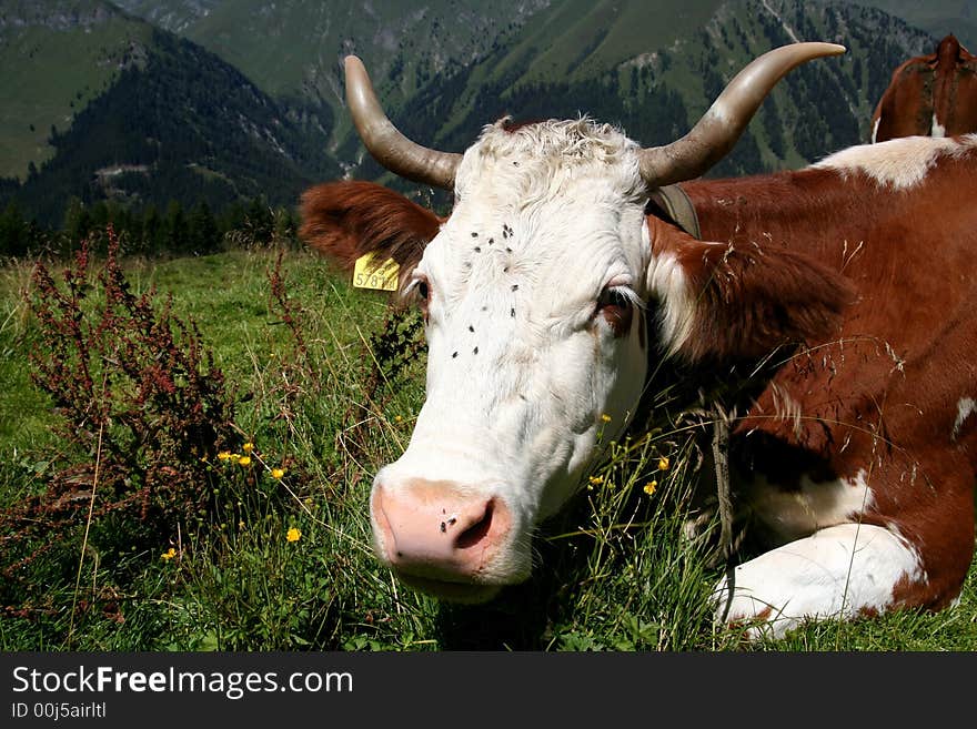 Image of a cow in Austrian Alps / Tirol