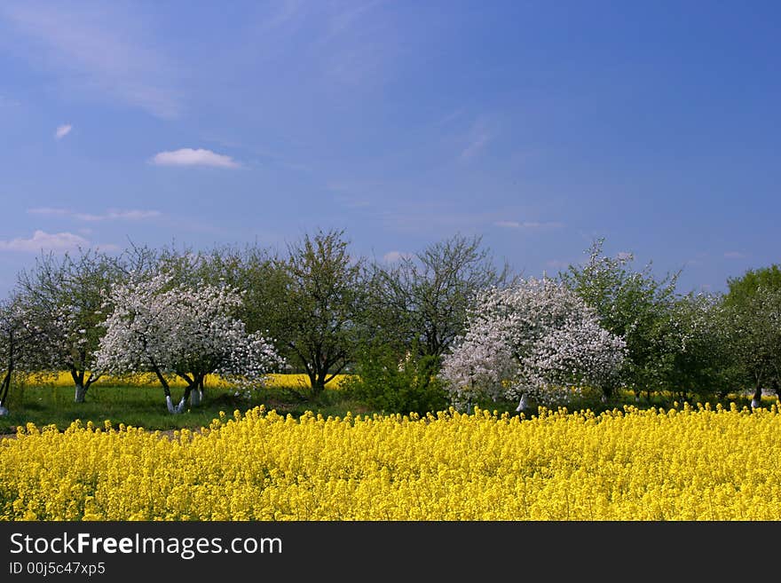 Blooming orchard and canola fi