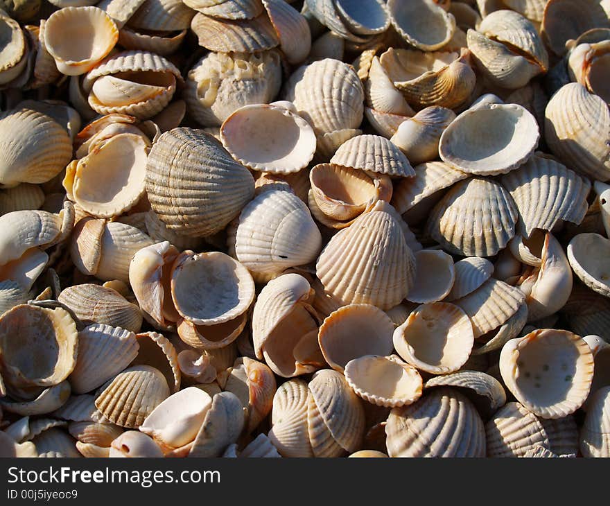 Macro seashells on the beach. Macro seashells on the beach